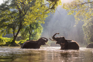 体育界冉冉升起的新星，你最看好谁的未来
